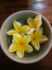 Close-up of frangipani in bowl