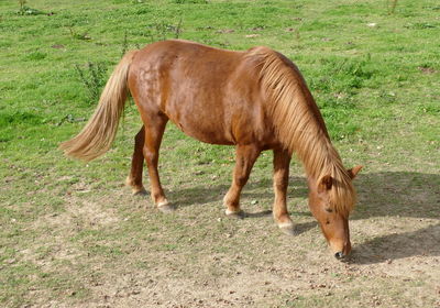 horse