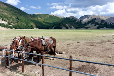 Horse standing on field against mountains