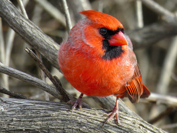 Close-up of bird perching on branch