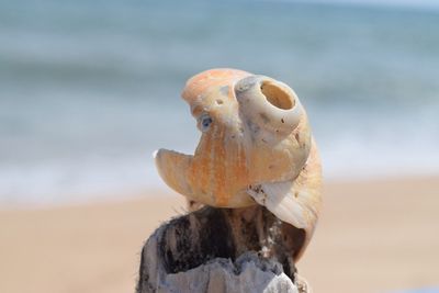 Close-up of sea shore at beach