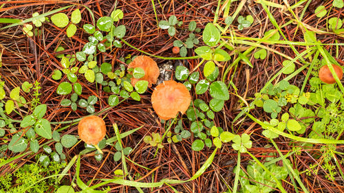 High angle view of mushrooms growing on field