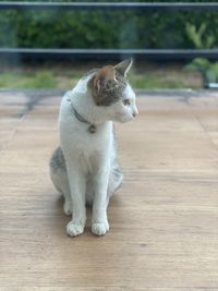 White cat sitting on table