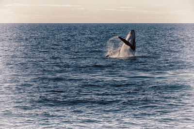 View of swimming in sea