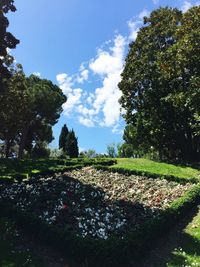 Plants growing on field