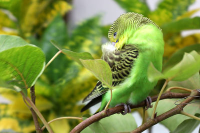 Close-up of bird perching on branch