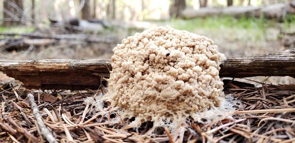 Close-up of dead plant on field