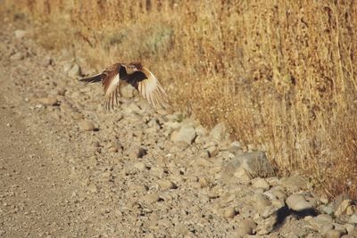 View of a bird on field