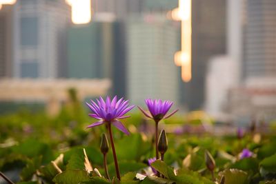 Close-up of purple flowering plant