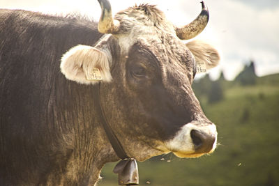 Close-up of cow lying on land