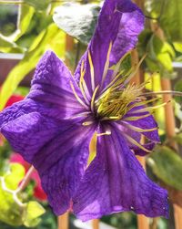 Close-up of purple flowers