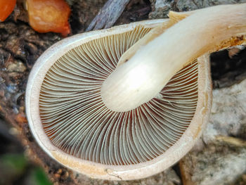 High angle view of mushroom growing outdoors