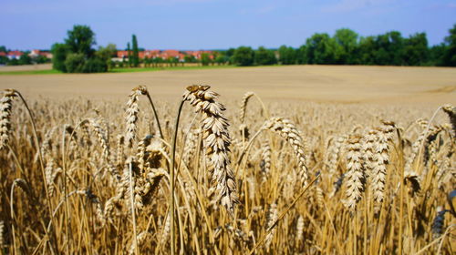 Close-up of wheat field against clear sky