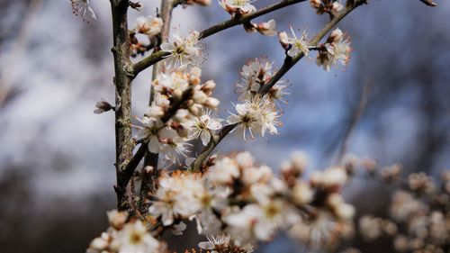 Close-up of cherry blossom tree