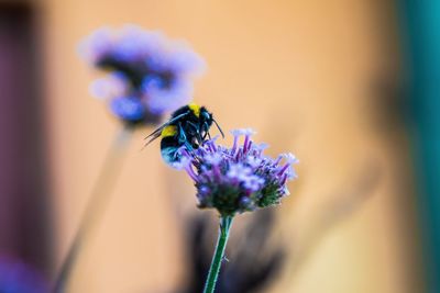 Close-up of insect on purple flower