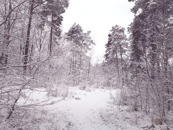 Bare trees in forest during winter