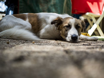 Close-up of dog lying down