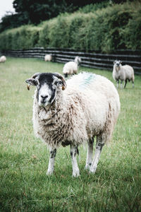 Close-up of sheep standing on field