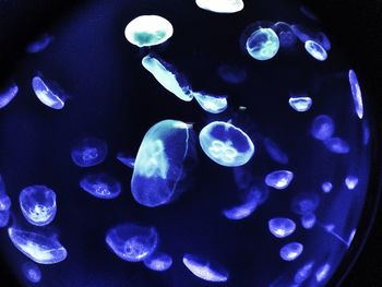 Close-up of jellyfish in water