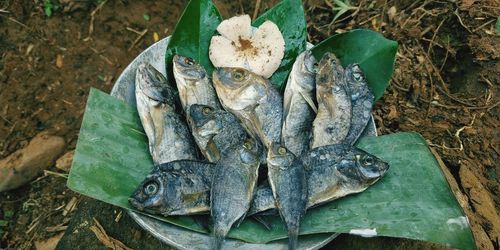 High angle view of fish on leaf