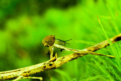 Close-up of insect on plant