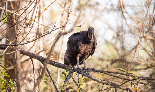 American black vulture coragyps atratus at the myakka river state park in sarasota, florida