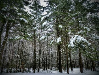 Low angle view of trees in forest