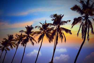 Low angle view of palm trees against sky