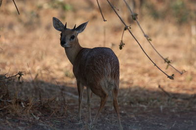 Deer standing on field