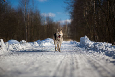 Dog in snow