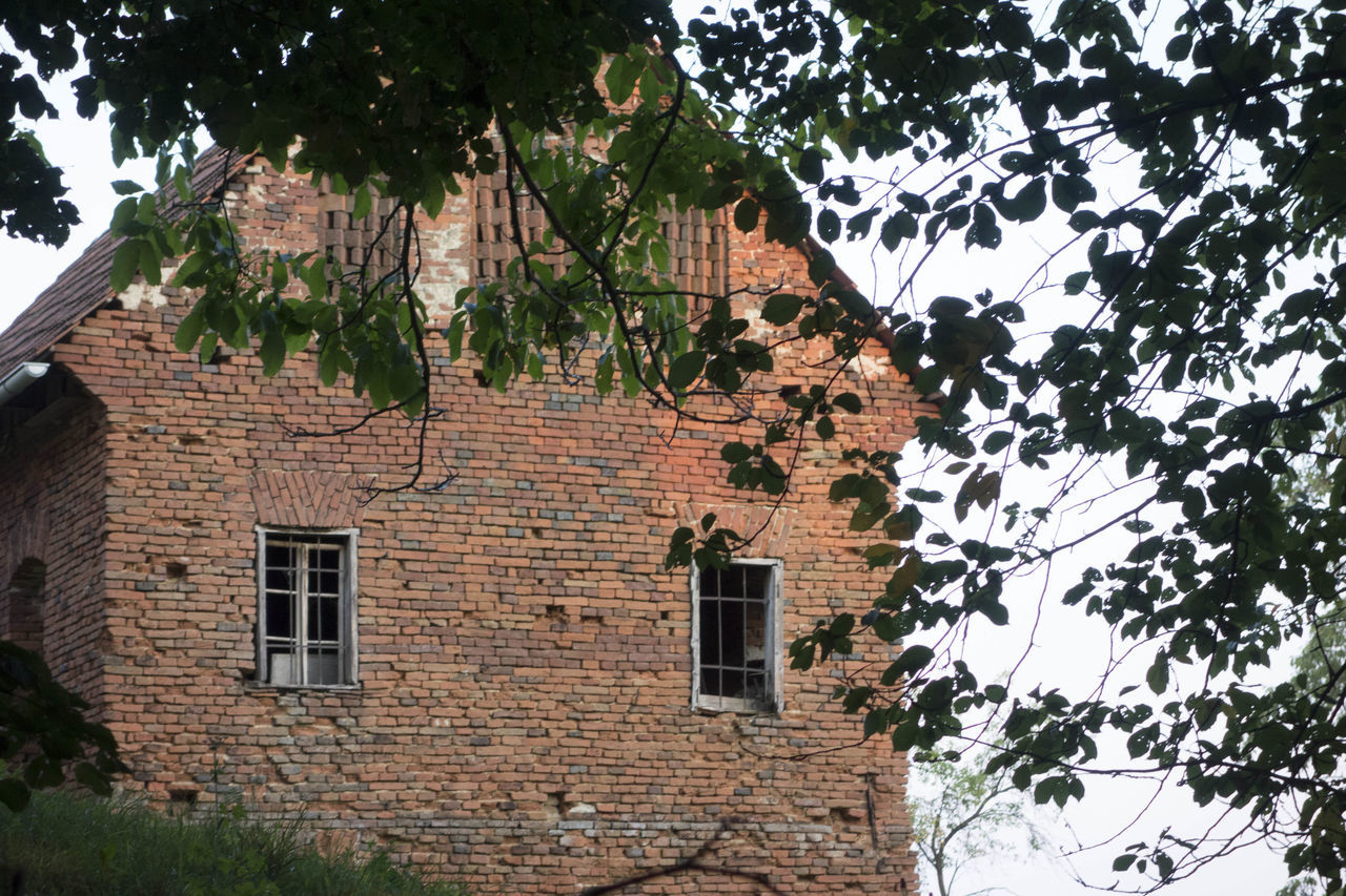 LOW ANGLE VIEW OF TREE BY BUILDING