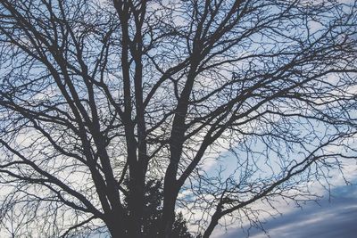 Low angle view of silhouette bare tree against sky