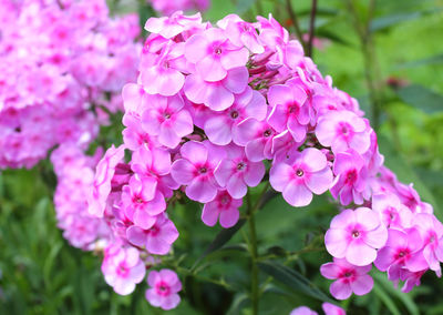 Natural background of pink phlox paniculata flowers