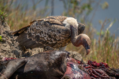 Close-up of eagle perching on tree