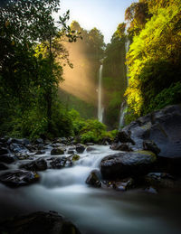 Scenic view of waterfall in forest