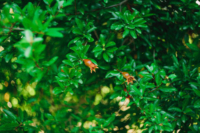 Close-up of lizard on plant