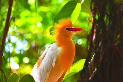 Close-up of bird perching on tree