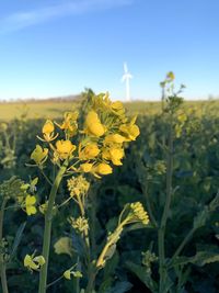 Close-up of fresh yellow flowers in field