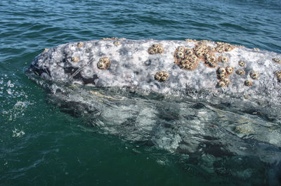 High angle view of rock formation in sea