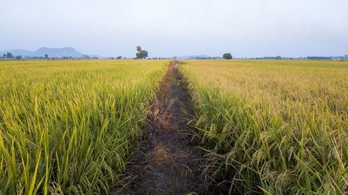 Scenic view of farm against sky