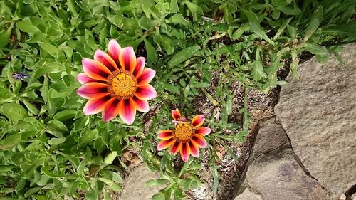 Close-up of pink flowers growing in garden