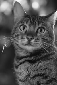 Close-up portrait of a cat