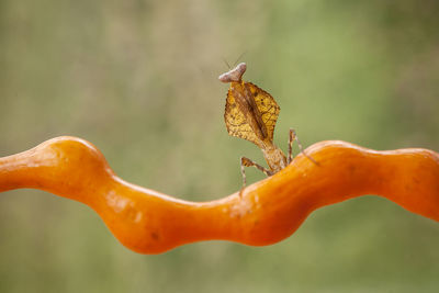 Close-up of orange butterfly