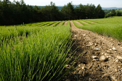 Scenic view of agricultural field
