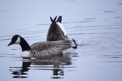 Birds swimming in lake