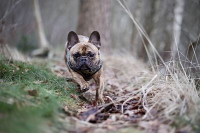 French bulldog - running in the wood 