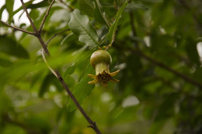 Close-up of plant growing on tree