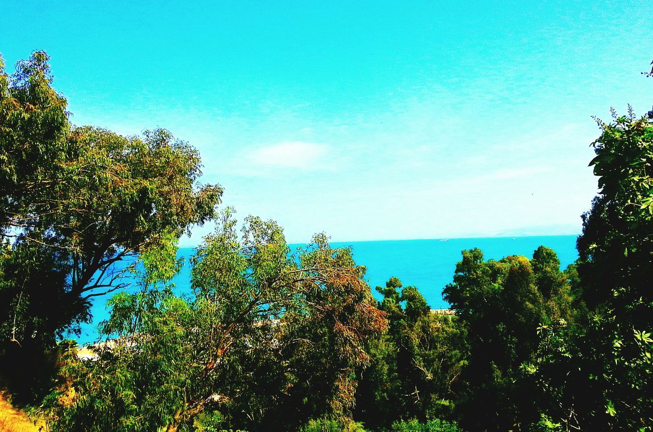 horizon over water, sea, blue, tree, tranquil scene, tranquility, beauty in nature, scenics, sky, nature, growth, water, clear sky, idyllic, green color, copy space, day, outdoors, sunlight, no people