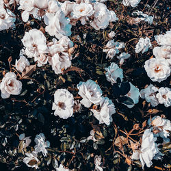 White roses background. plant lover concept art