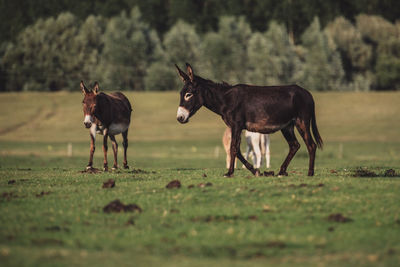 Horses in a field